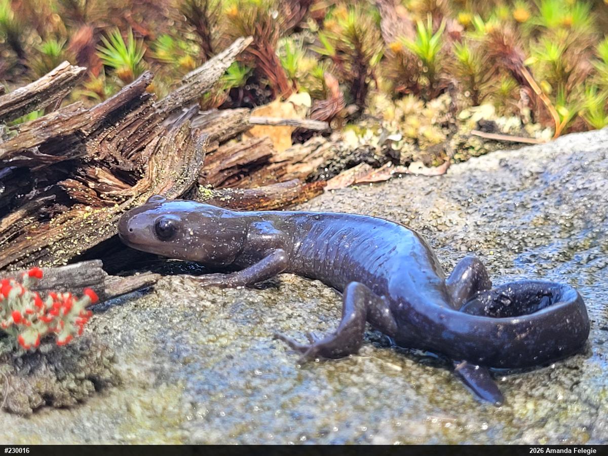 Jefferson Salamander