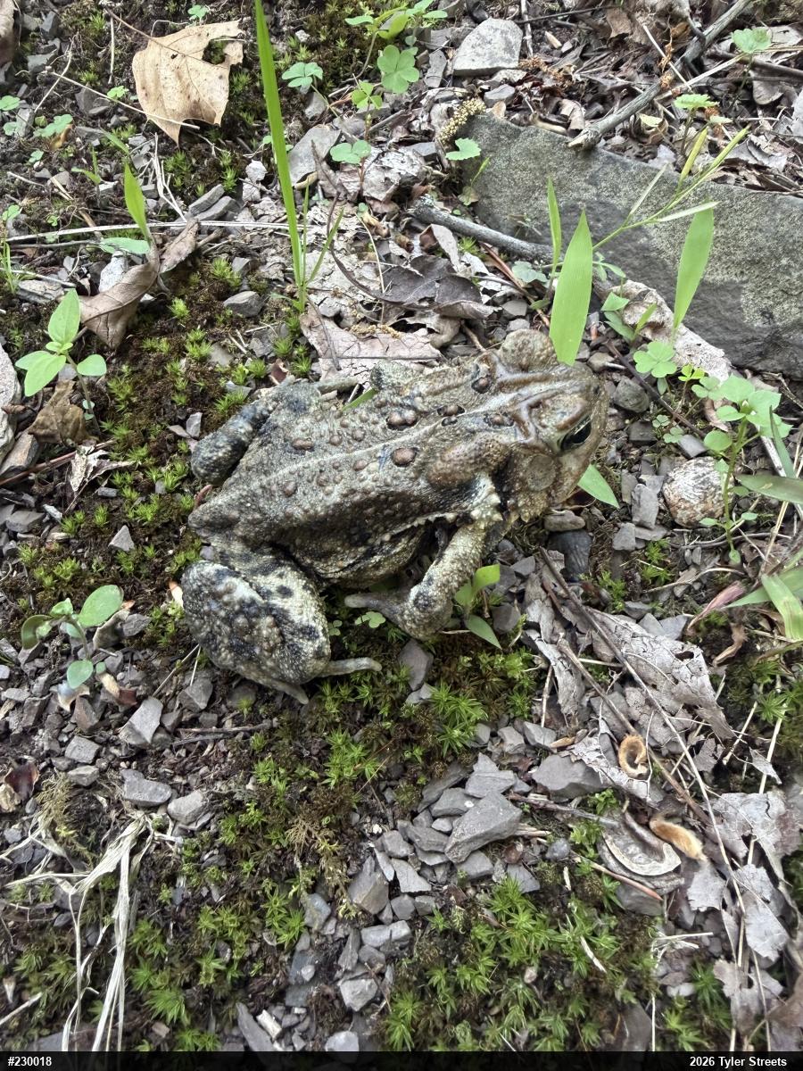 Eastern American Toad