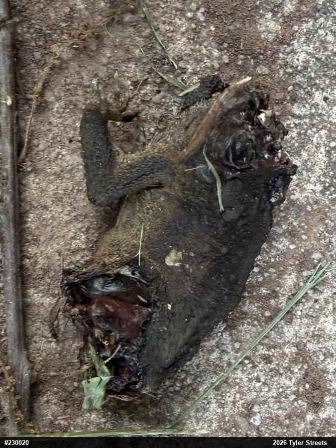Eastern American Toad