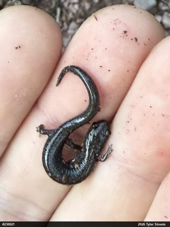 Valley And Ridge Salamander