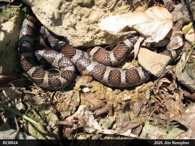 Eastern Milksnake