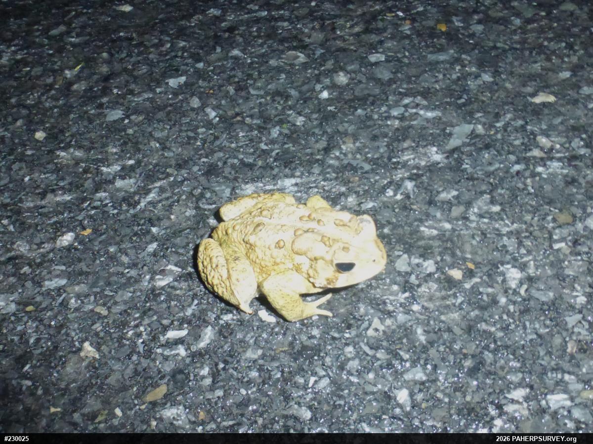 Eastern American Toad