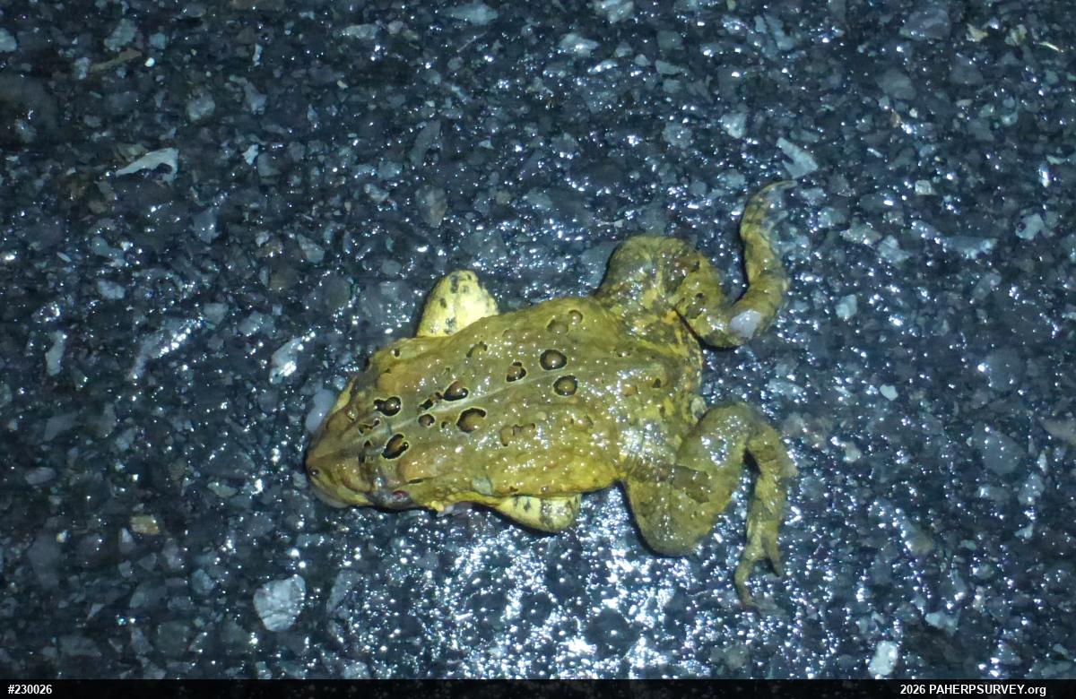 Eastern American Toad