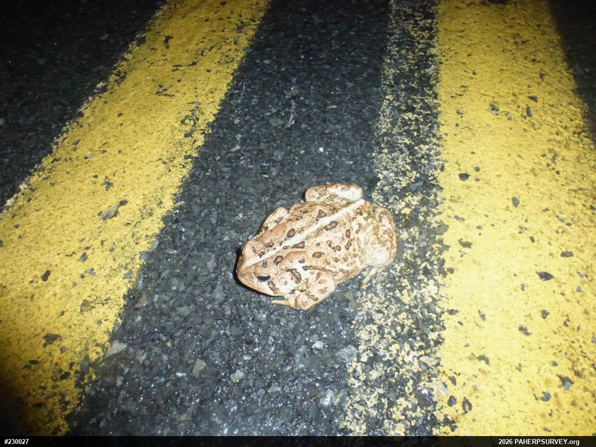 Eastern American Toad