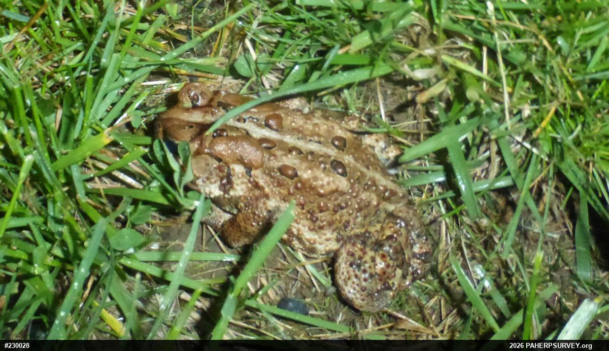 Eastern American Toad