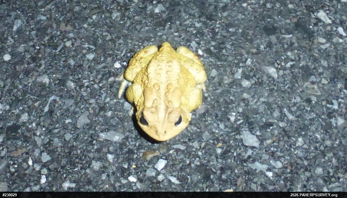 Eastern American Toad