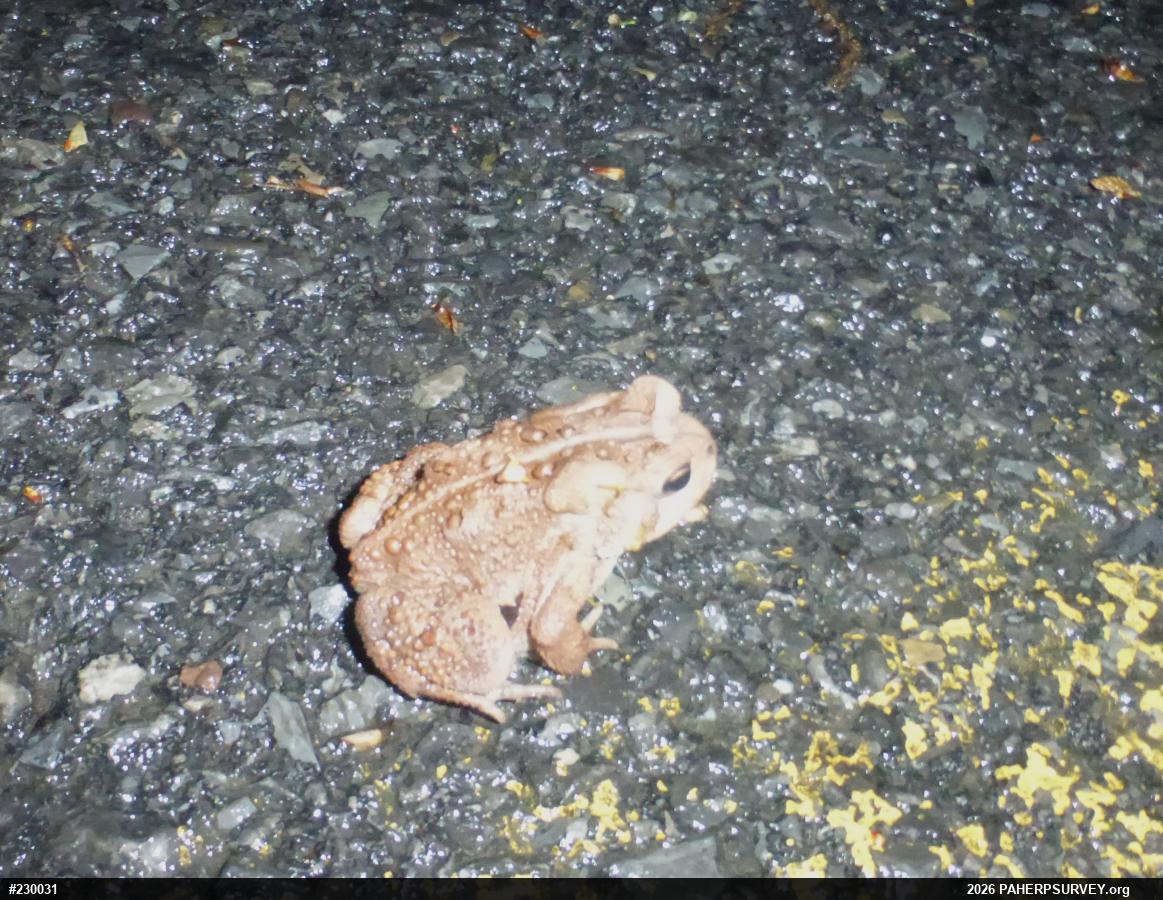 Eastern American Toad