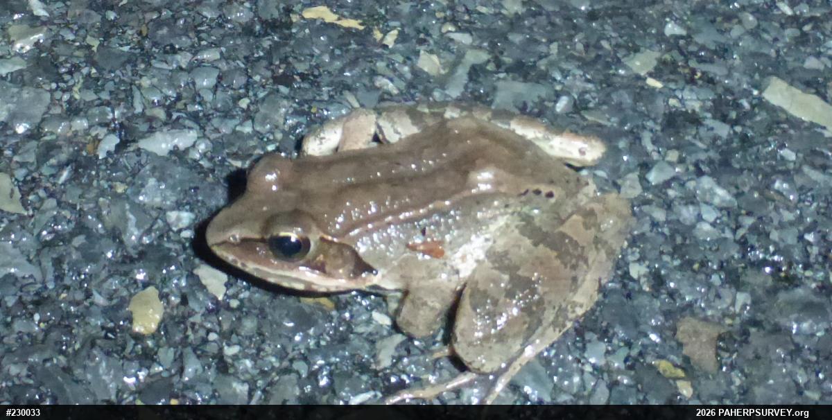 Wood Frog