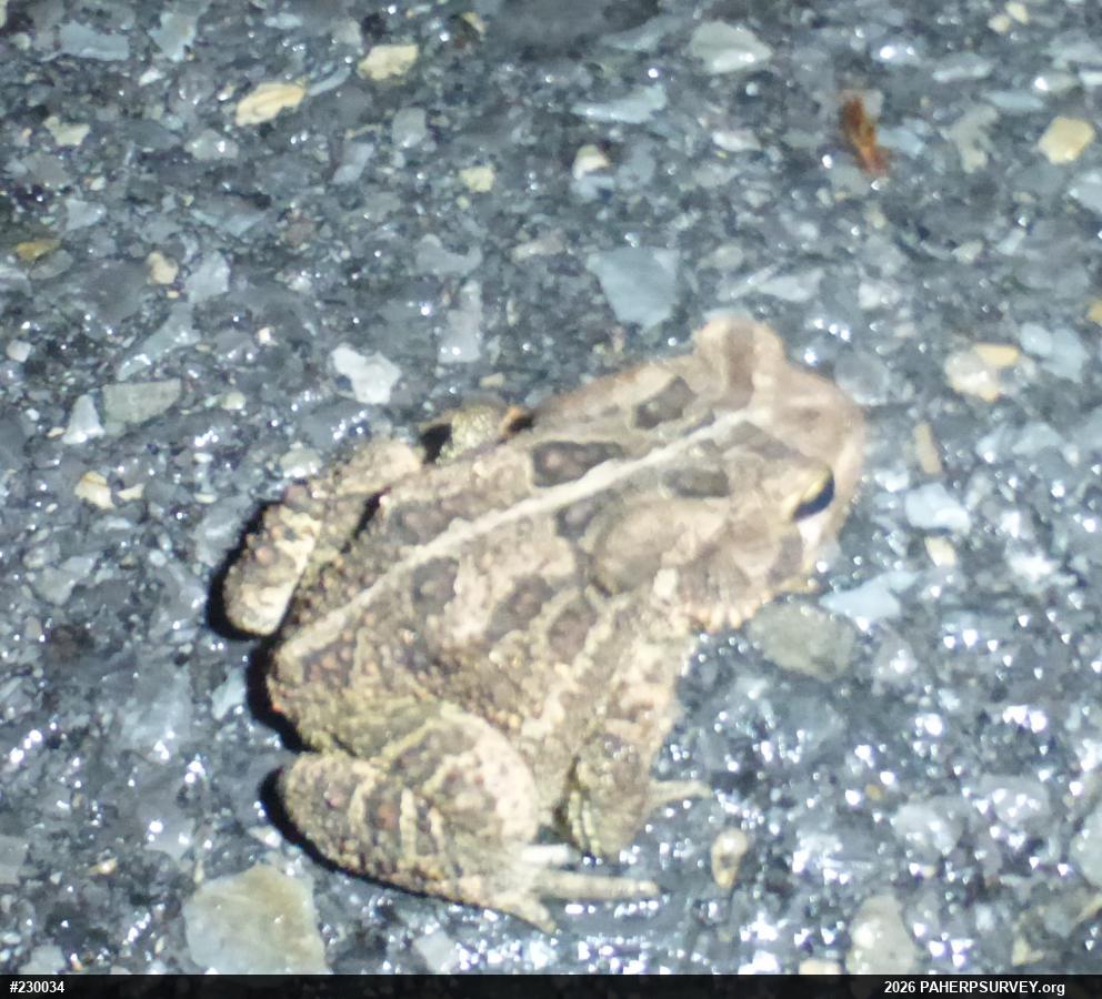 Eastern American Toad