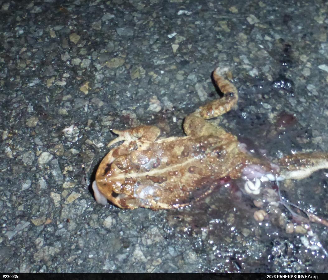 Eastern American Toad
