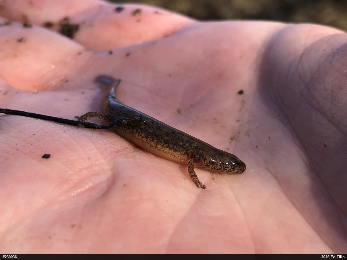 Northern Two-lined Salamander