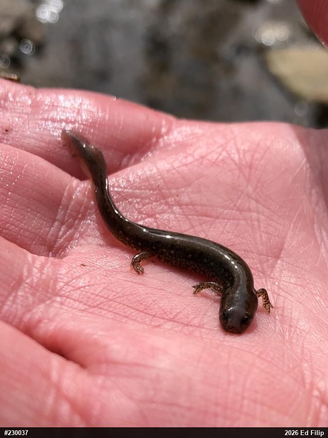 Northern Two-lined Salamander