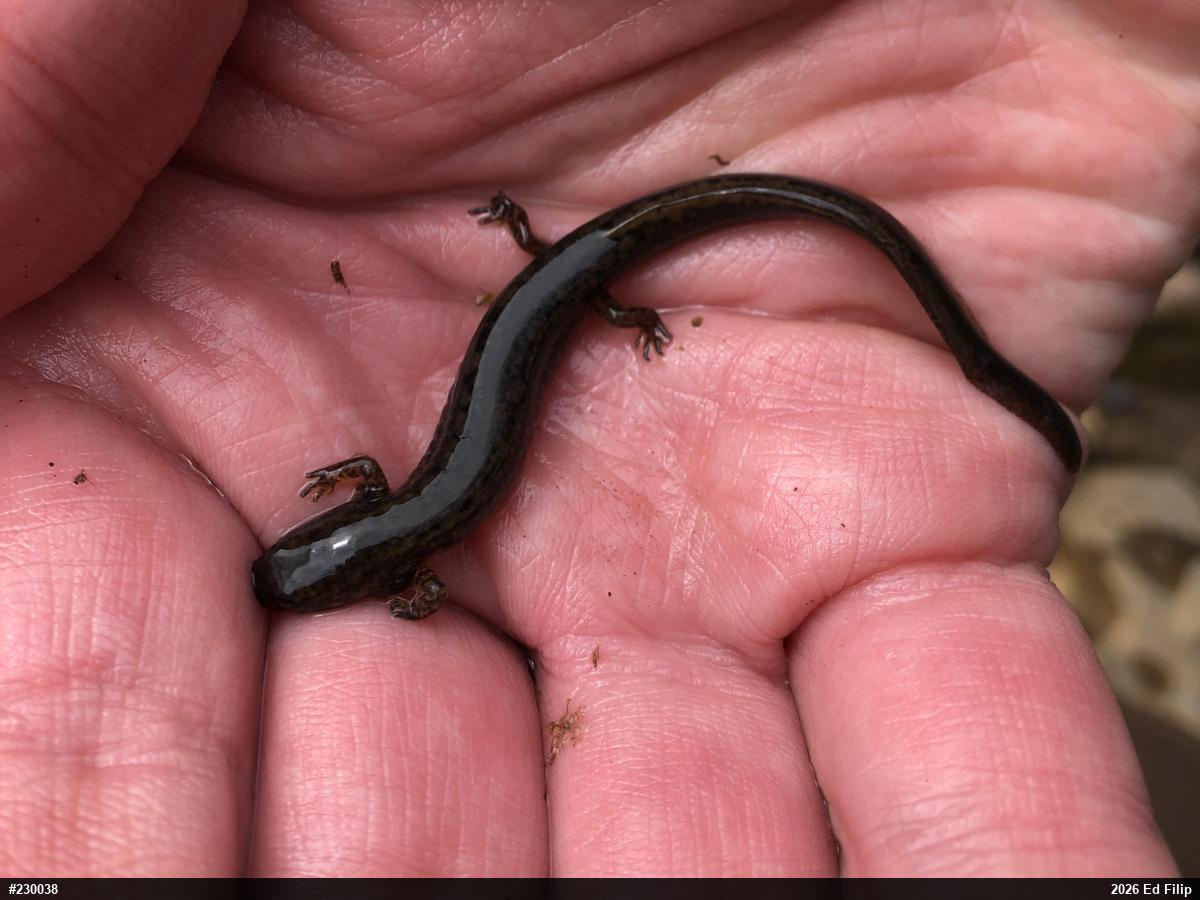 Northern Two-lined Salamander