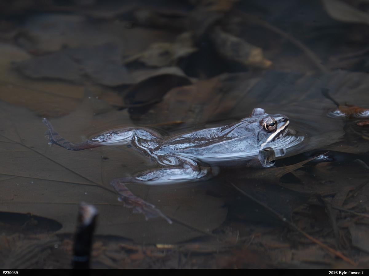Wood Frog