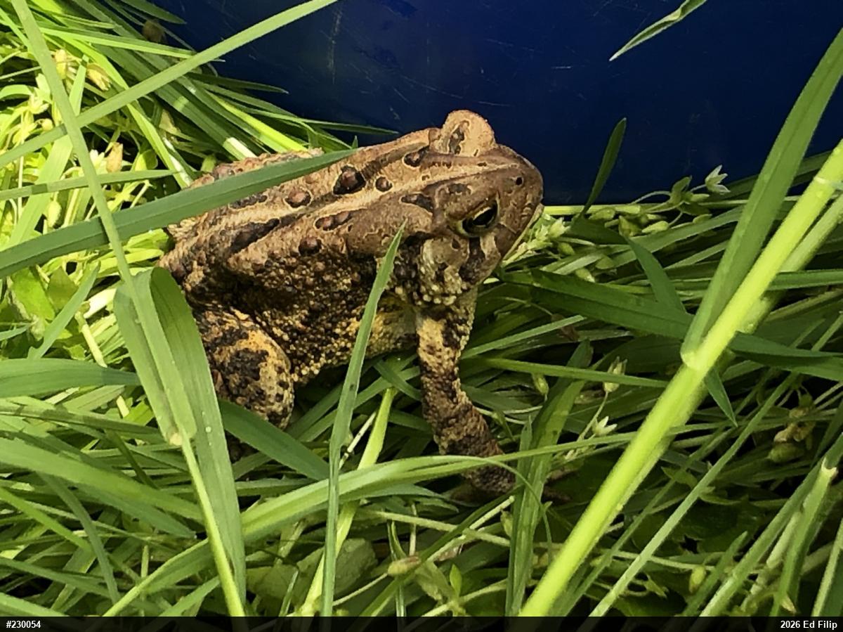 Eastern American Toad