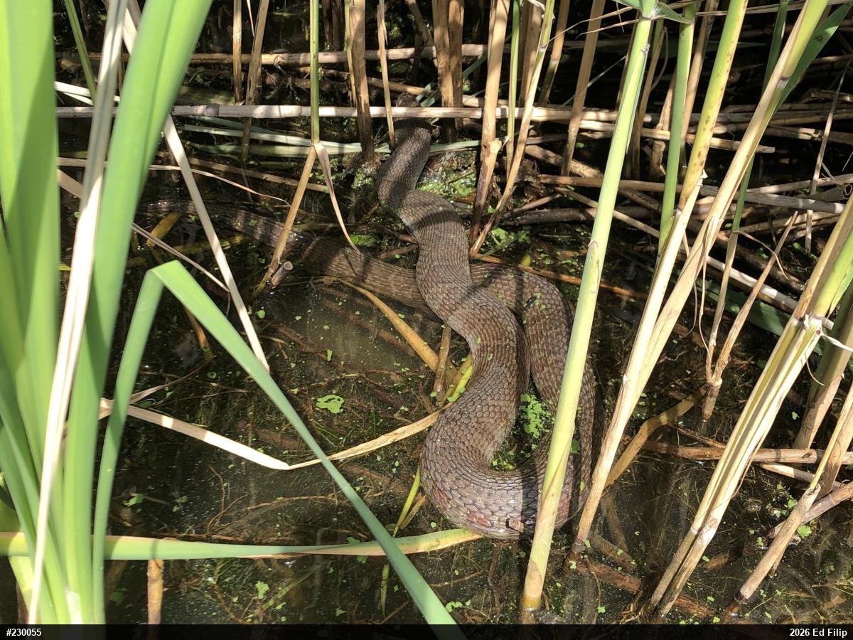 Northern Watersnake