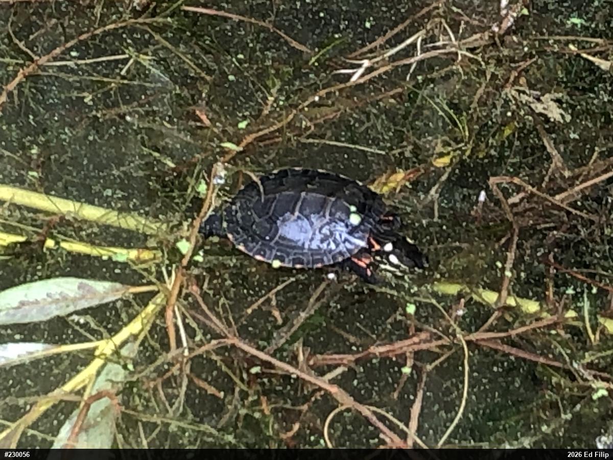 Painted Turtle