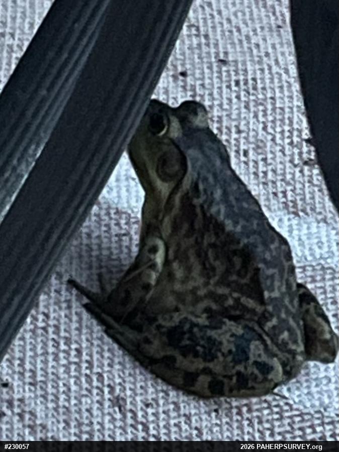 American Bullfrog