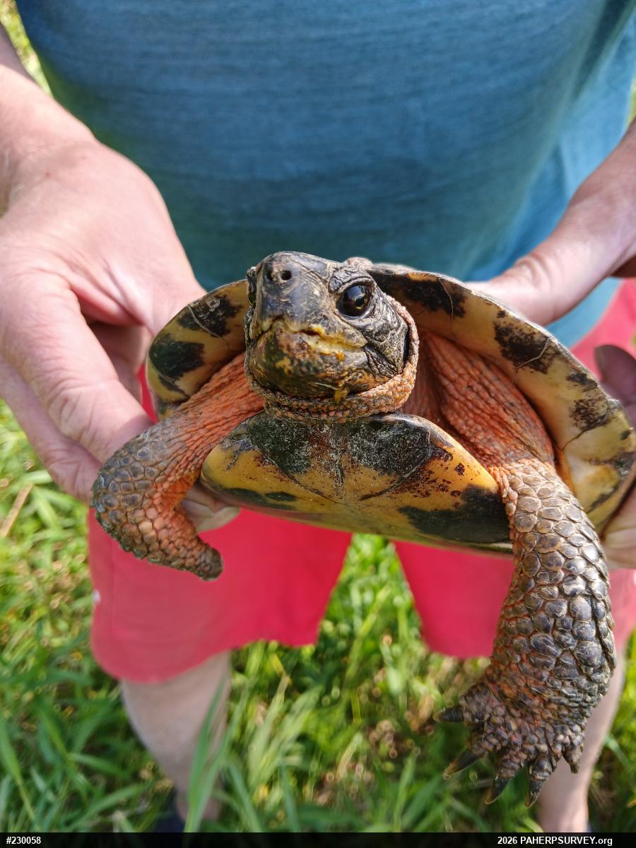 Wood Turtle