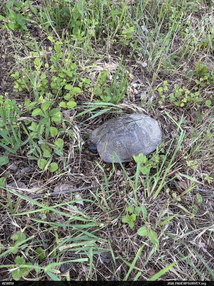 Wood Turtle