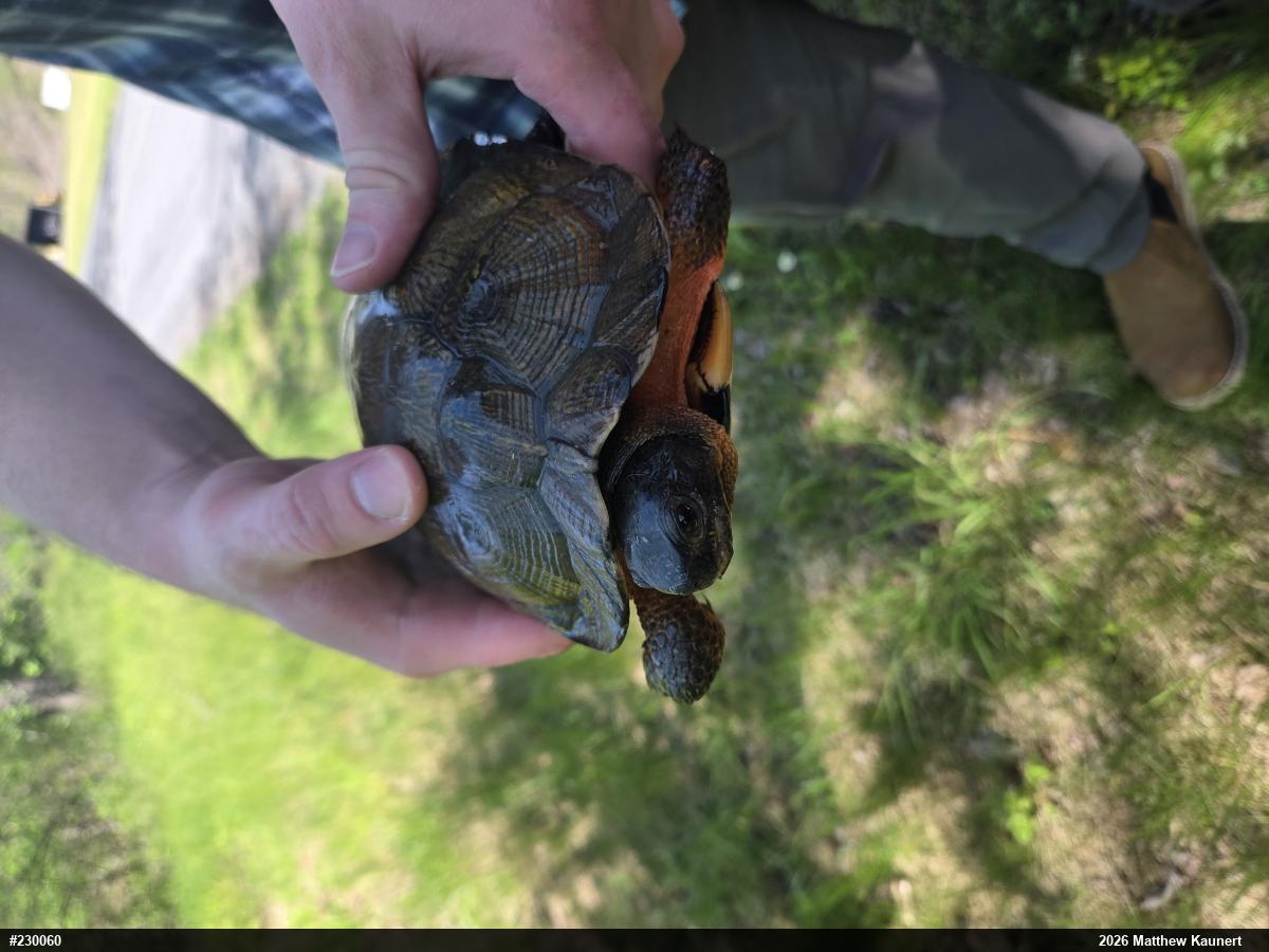Wood Turtle