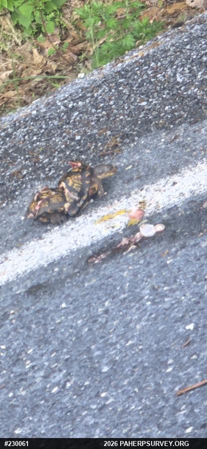 Eastern Box Turtle