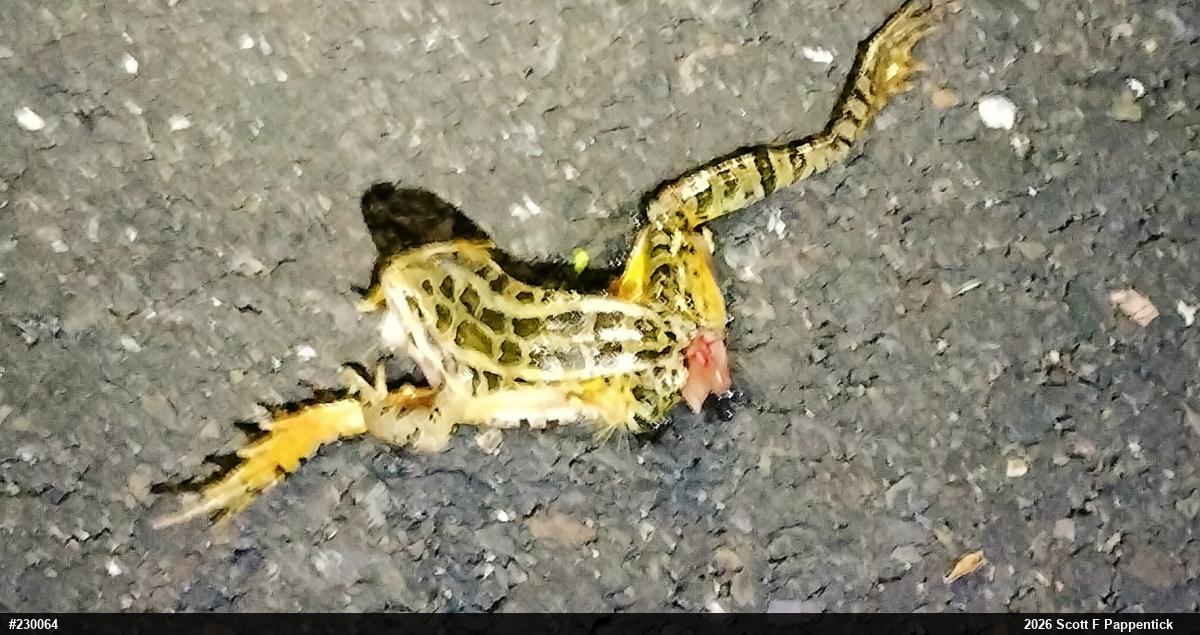 Pickerel Frog