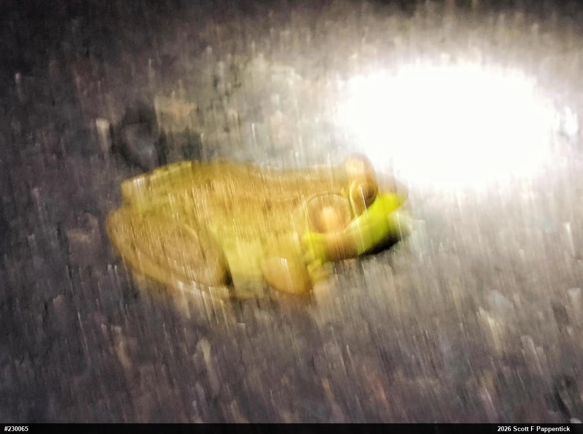 Green Frog