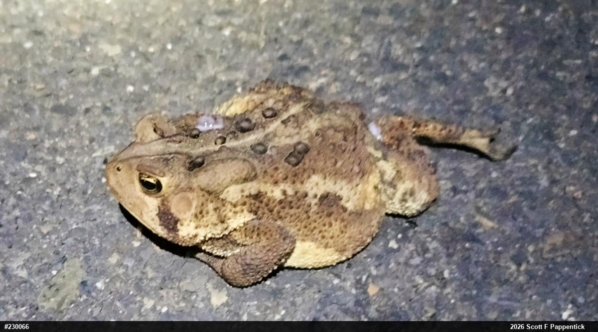 Eastern American Toad