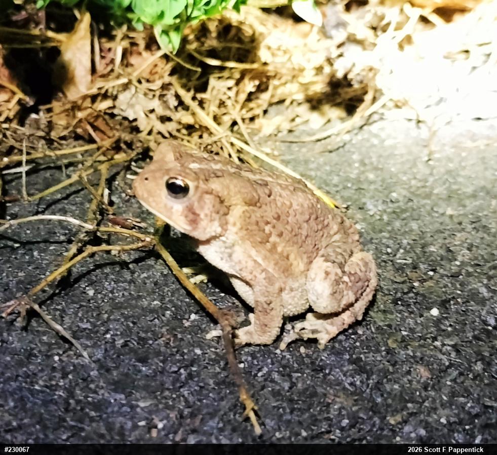 Eastern American Toad
