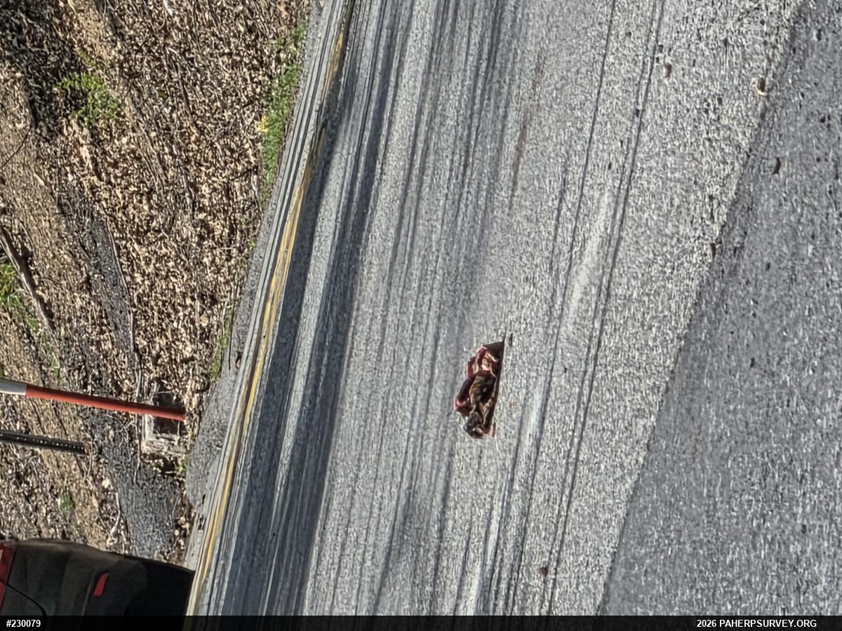 Eastern Box Turtle