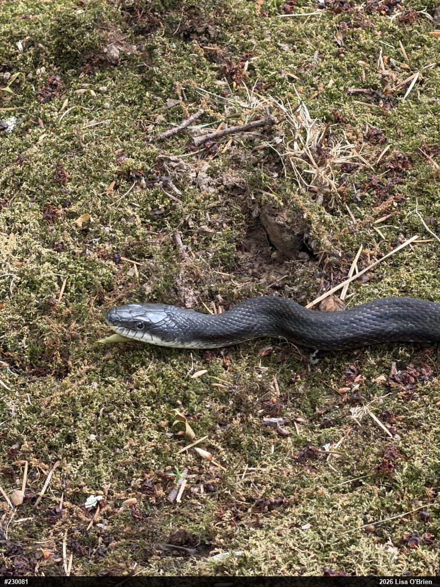 Eastern Ratsnake