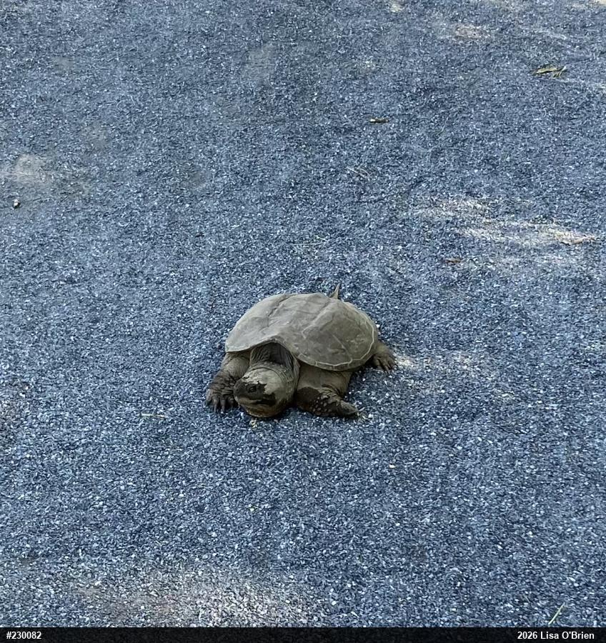 Snapping Turtle