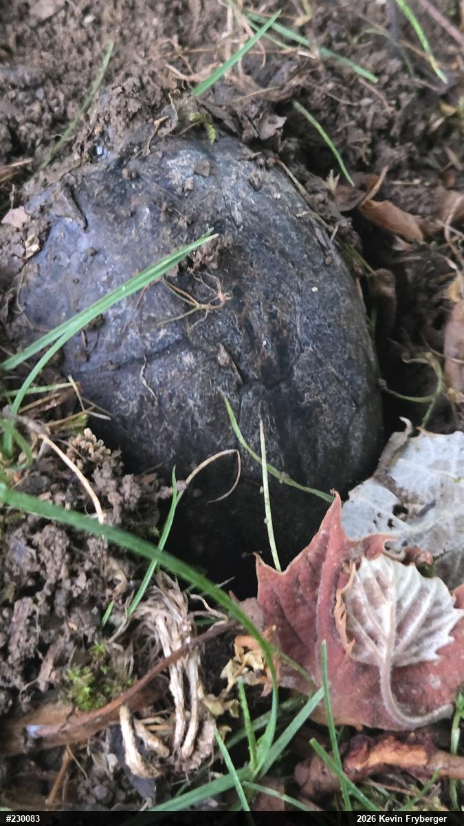 Eastern Musk Turtle