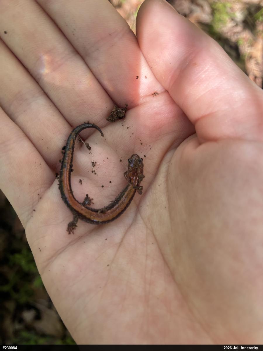 Eastern Red-backed  Salamander
