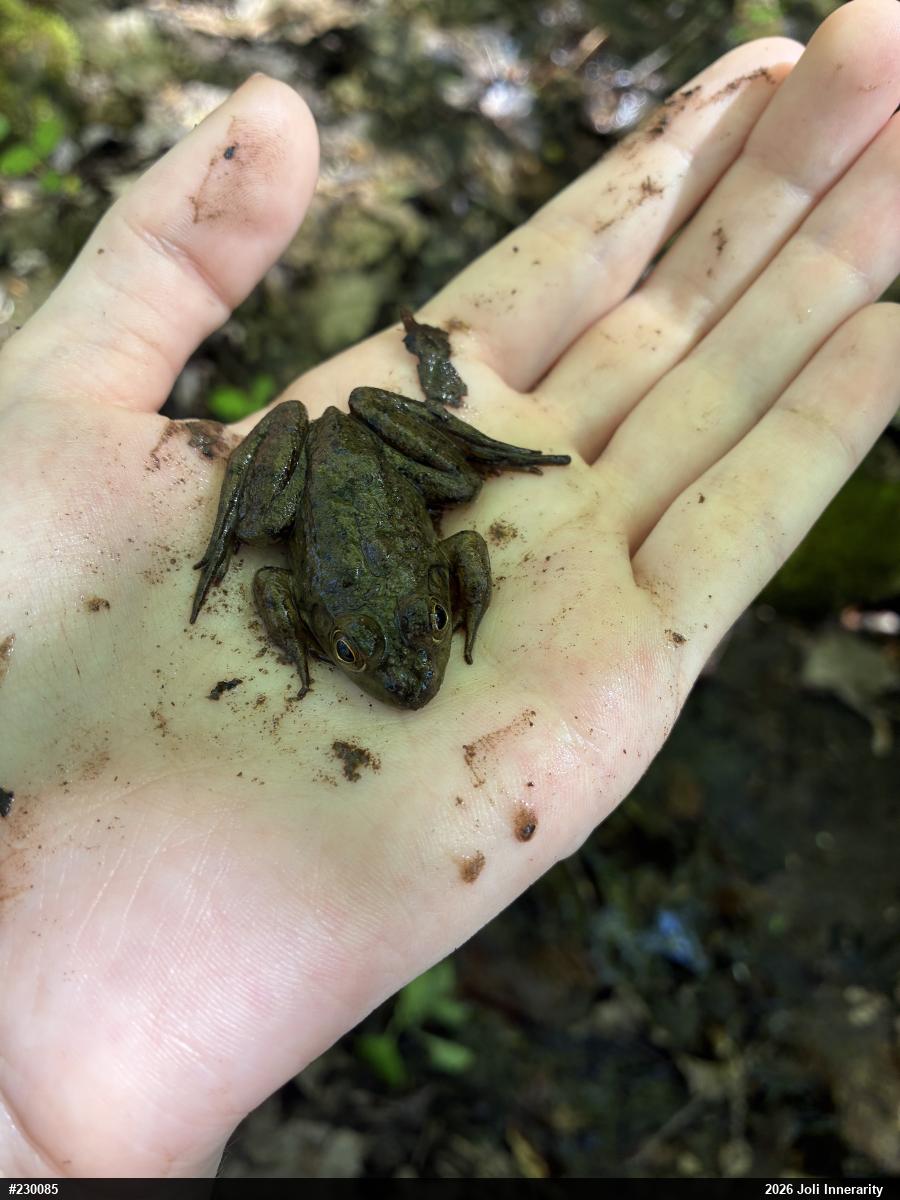 Green Frog