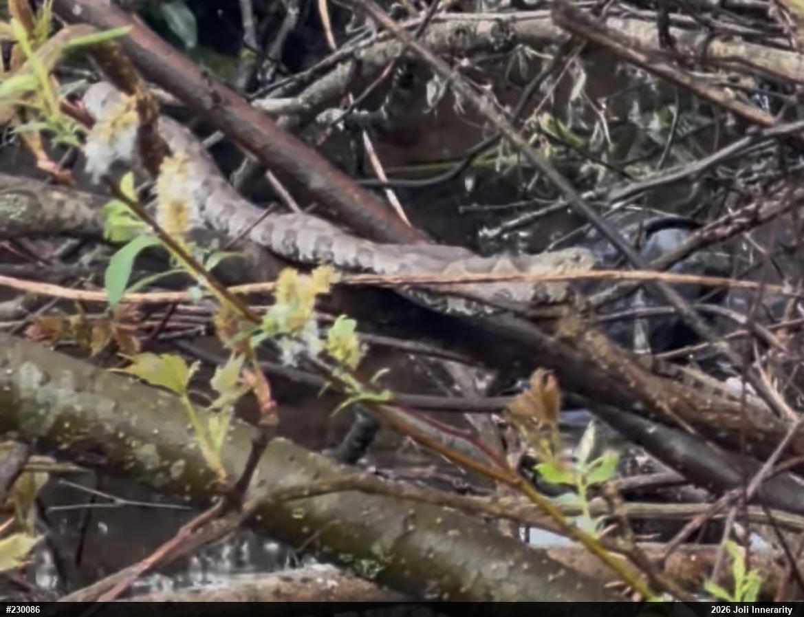 Northern Watersnake