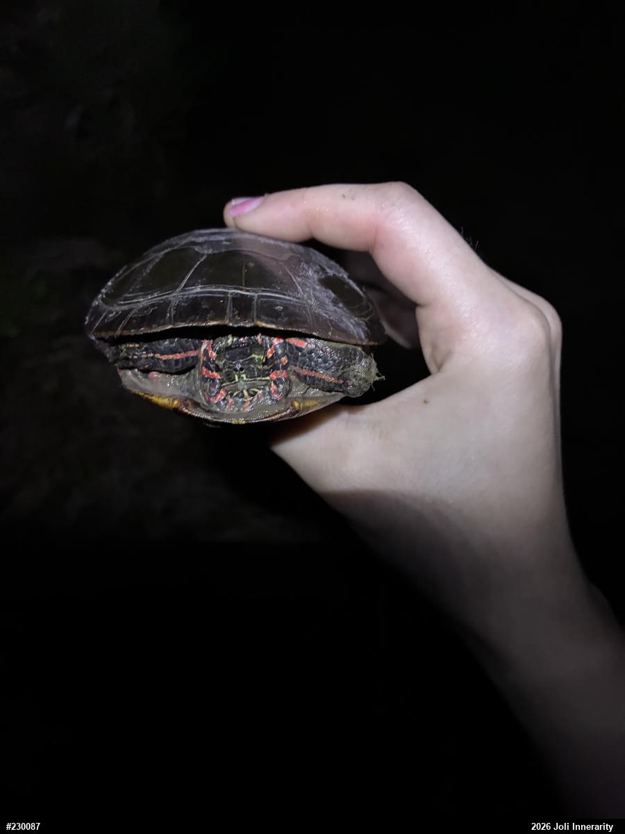 Painted Turtle