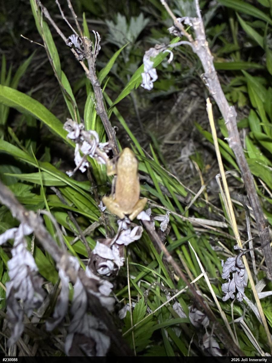 Spring Peeper