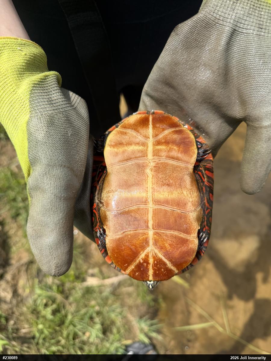 Eastern Painted Turtle