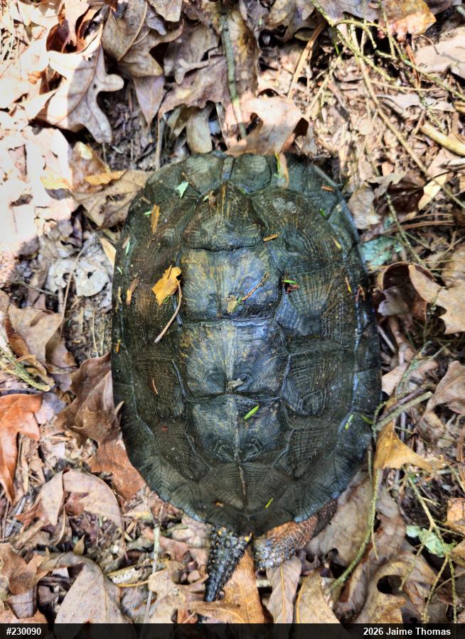 Wood Turtle
