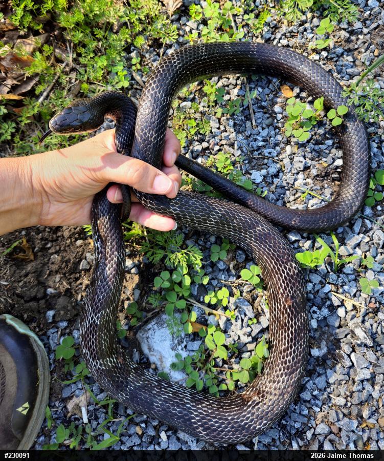 Eastern Ratsnake