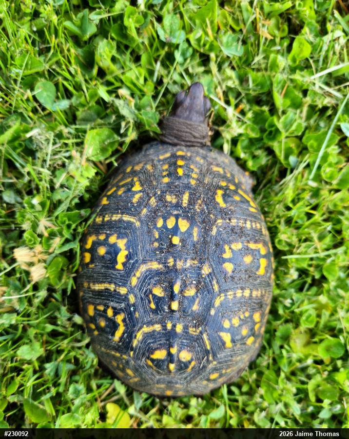 Eastern Box Turtle