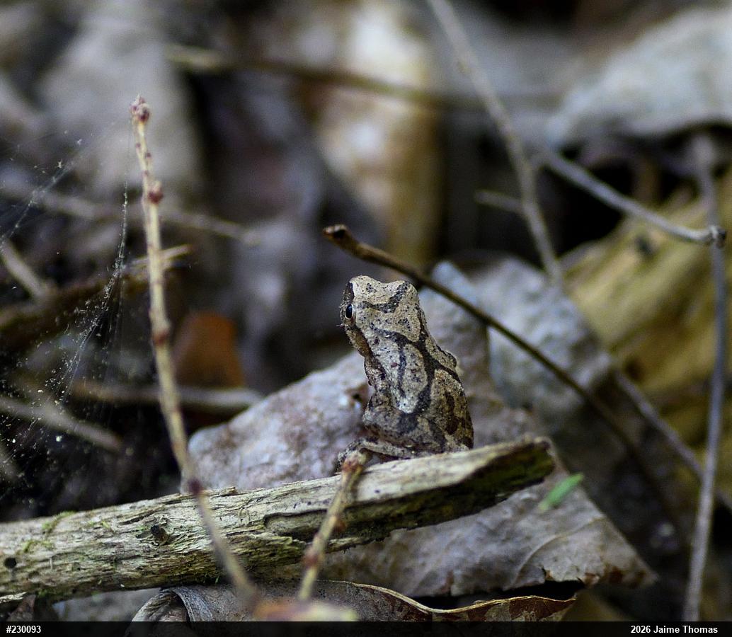 Spring Peeper