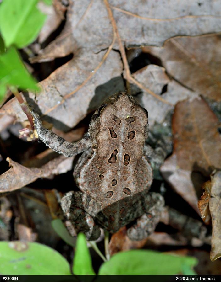 Eastern American Toad