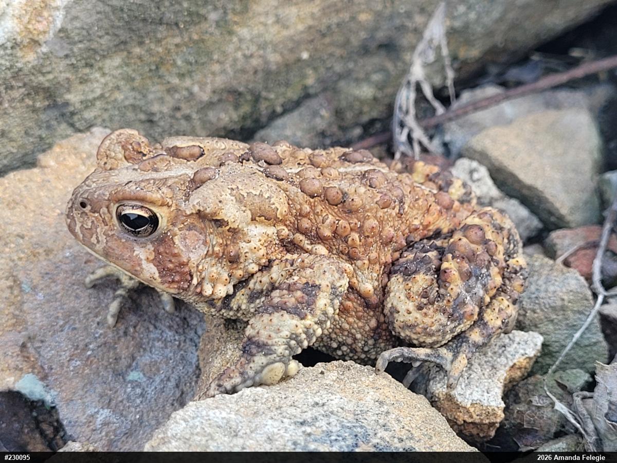 Eastern American Toad