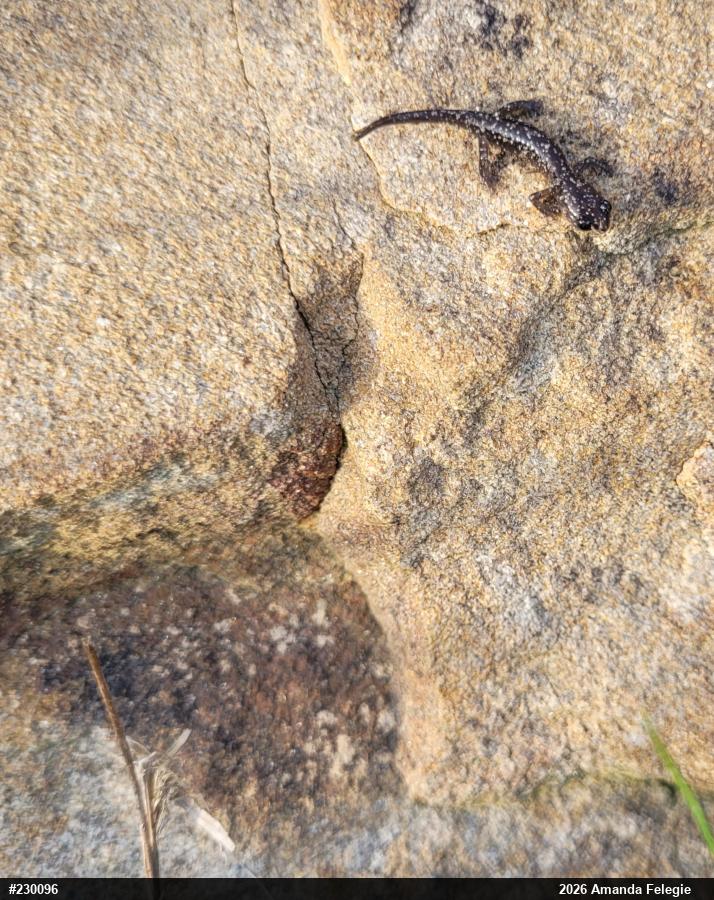 Northern Slimy Salamander