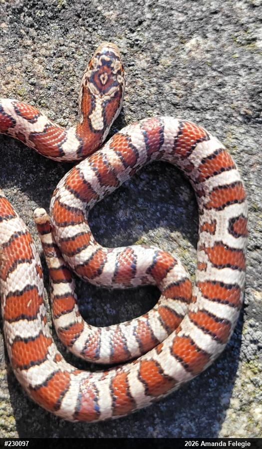 Eastern Milksnake