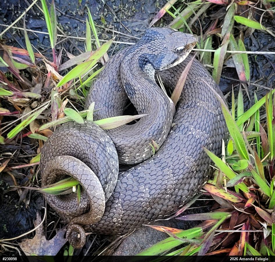 Eastern Hog-nosed Snake