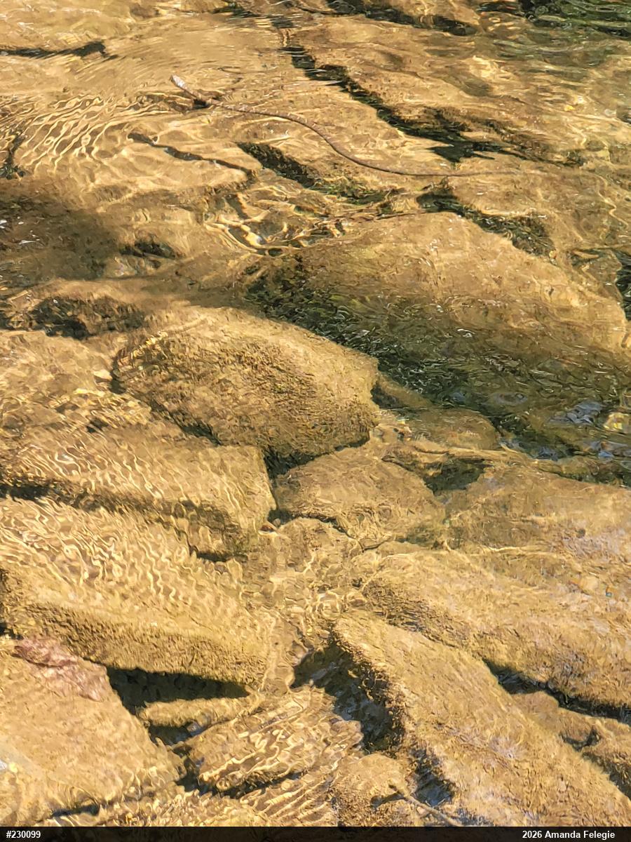 Northern Watersnake